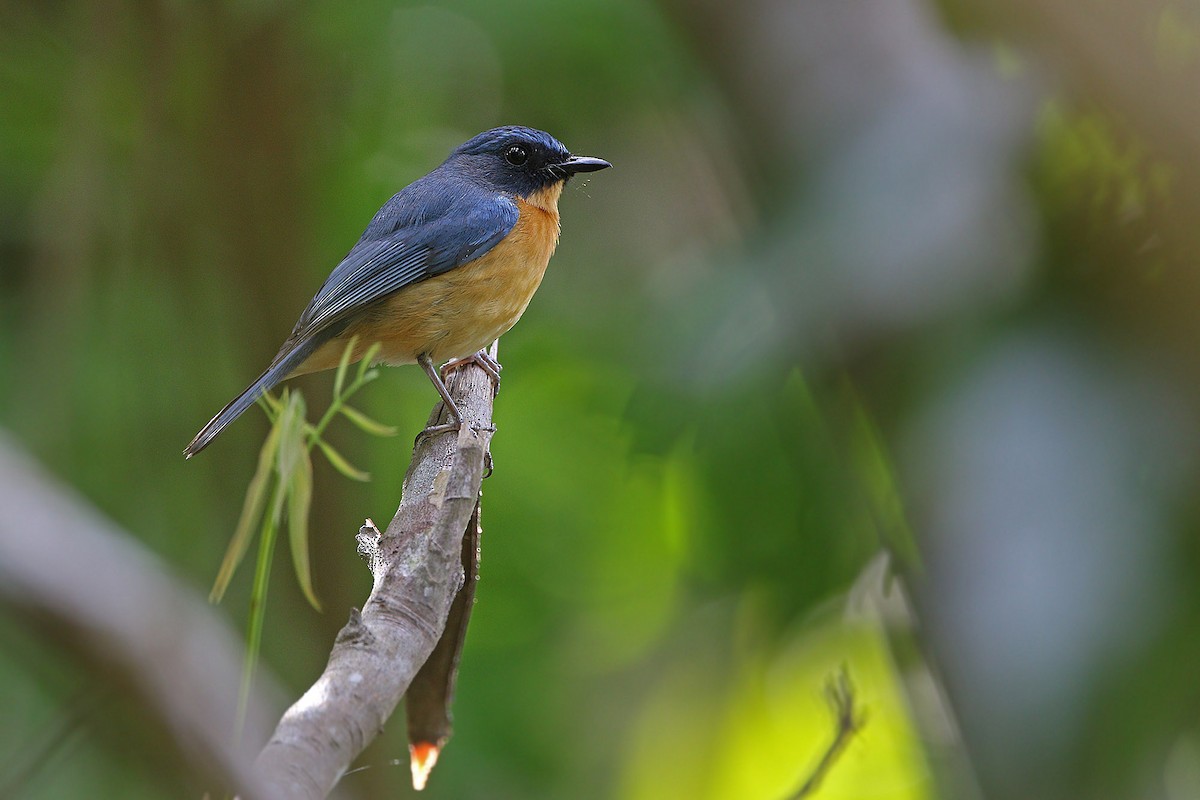 Sulawesi Blue Flycatcher (Sulawesi) - James Eaton