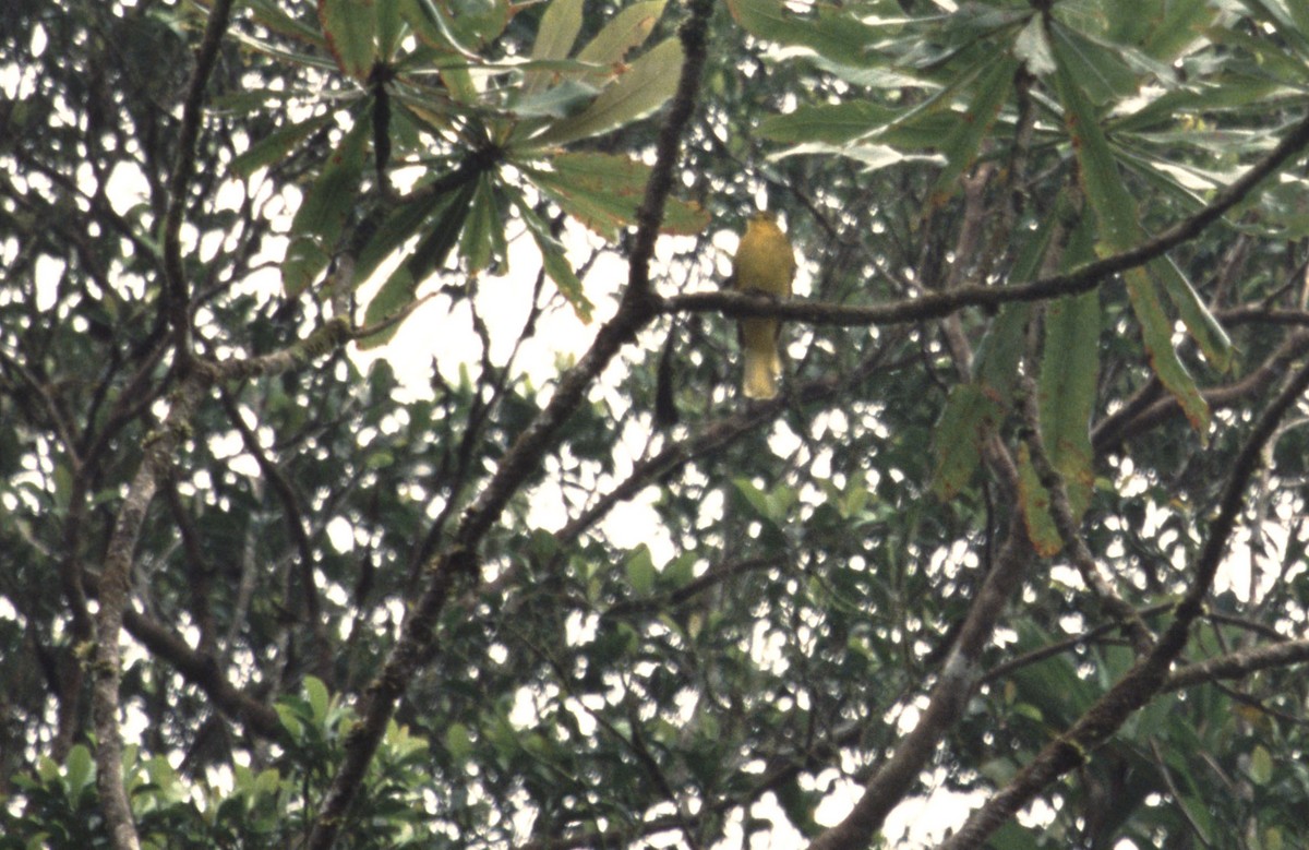 Sangihe Golden-Bulbul - ML205767891