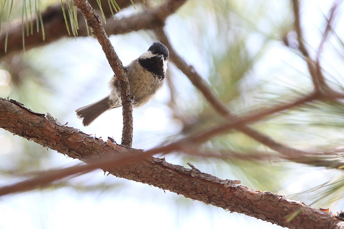 Black-bibbed Tit - ML205767901