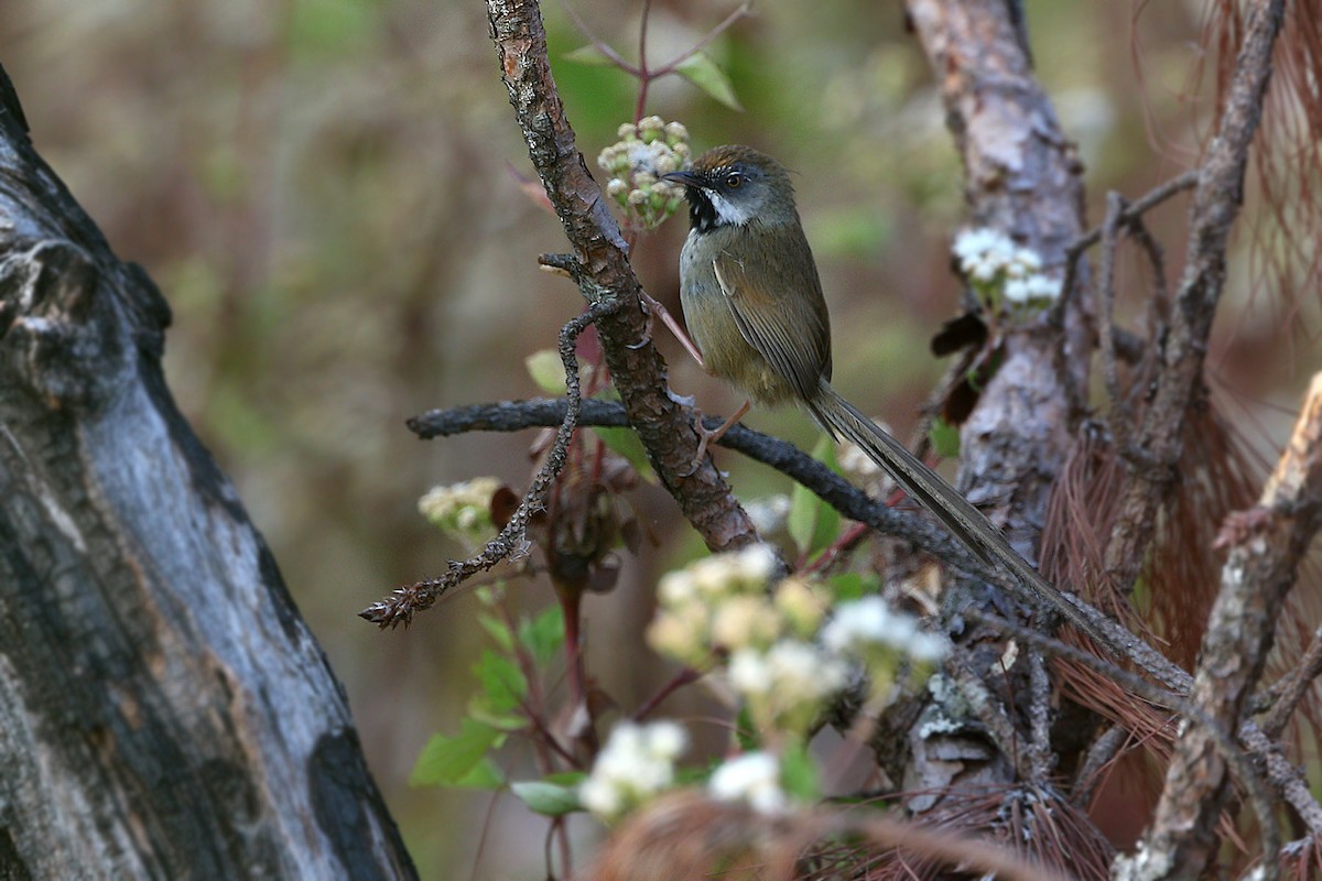 Rufous-crowned Prinia - James Eaton