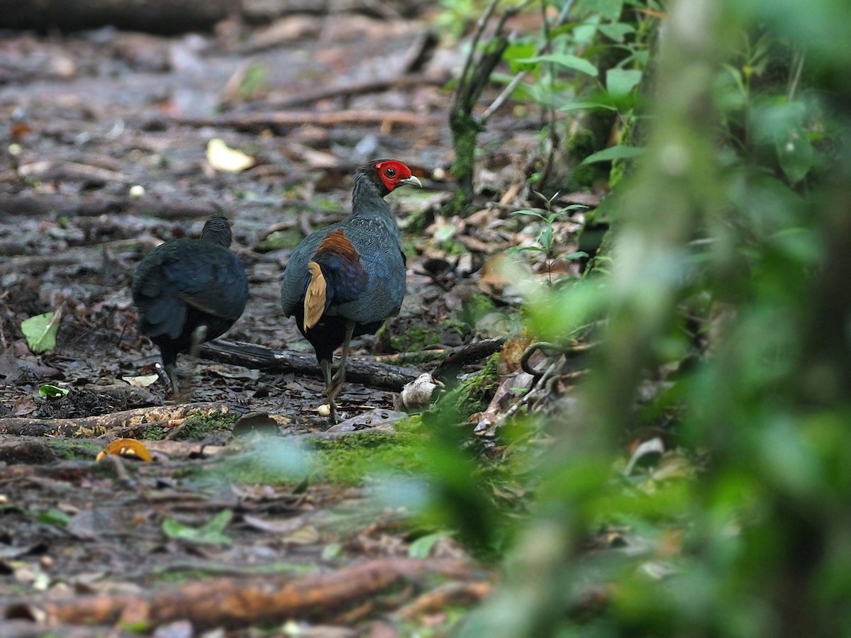 Bornean Crestless Fireback - James Eaton