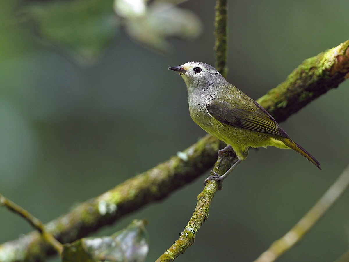 Javan Gray-throated White-eye - James Eaton