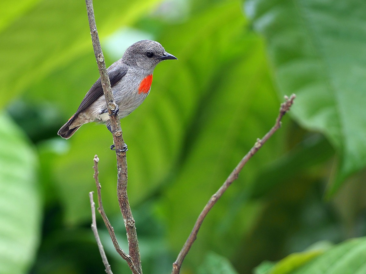 Ashy Flowerpecker - James Eaton