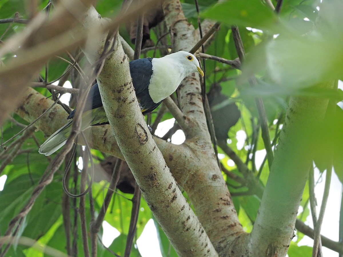 Black-backed Fruit-Dove - ML205768311