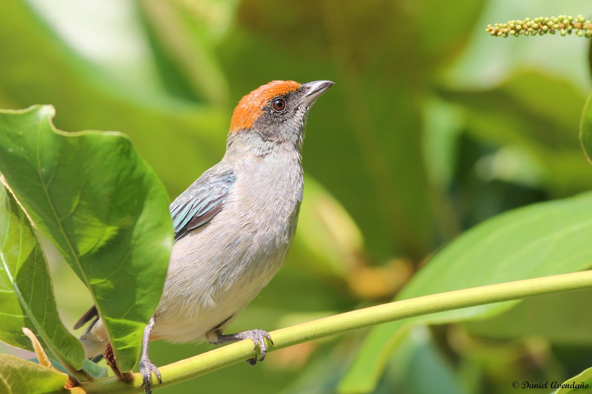 Scrub Tanager - ML205768781