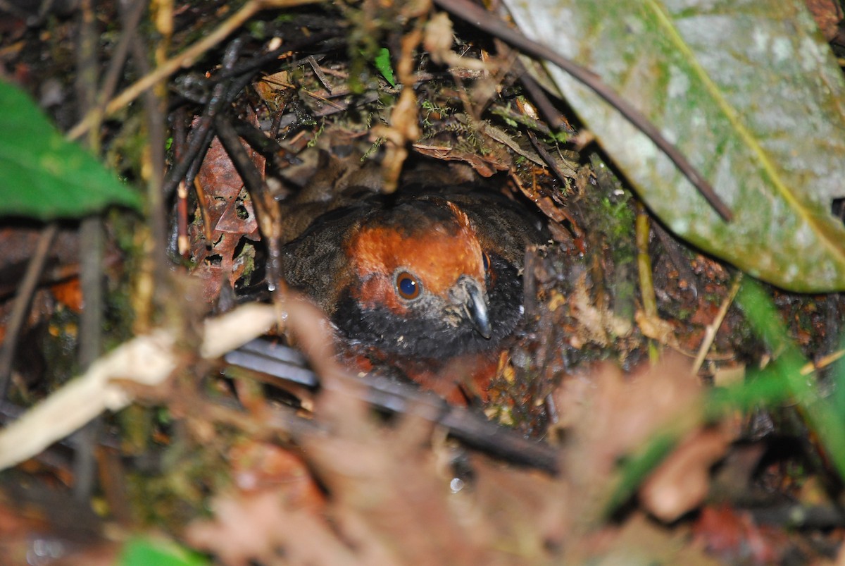 Rufous-fronted Wood-Quail - Agustin Carrasco