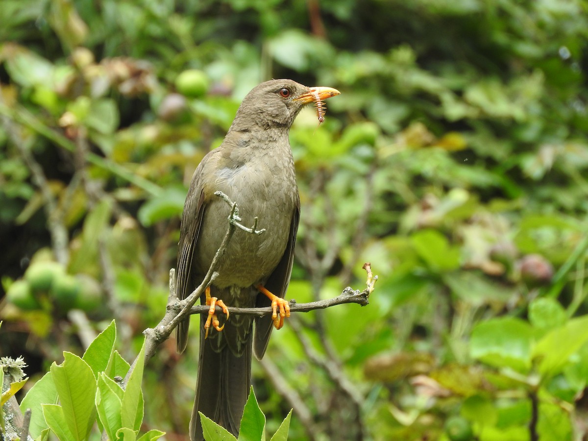 Chiguanco Thrush (chiguanco/conradi) - ML205769551