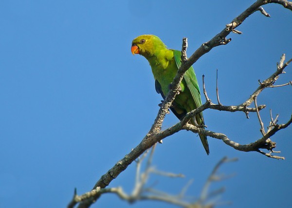 Olive-headed Lorikeet - James Eaton