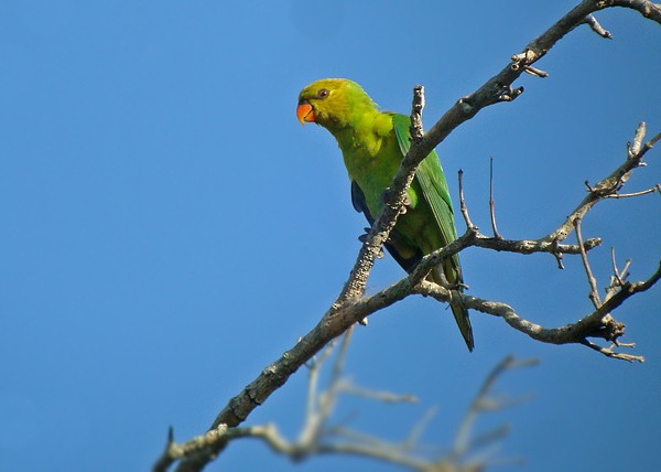 Olive-headed Lorikeet - James Eaton