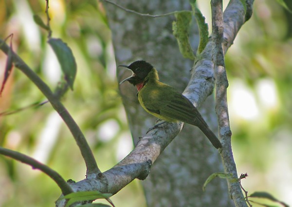 Bare-throated Whistler - James Eaton