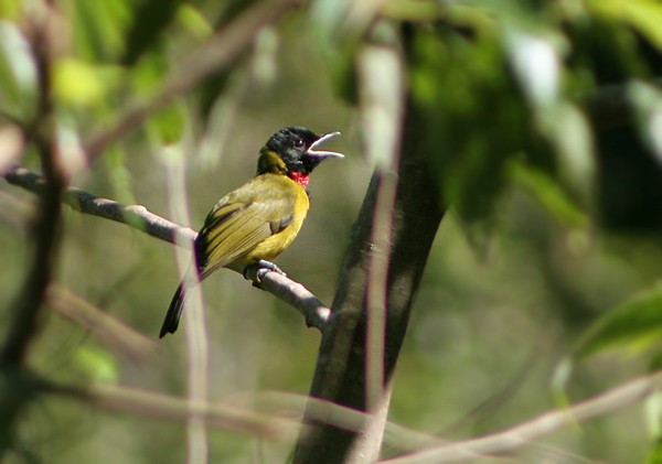 Bare-throated Whistler - James Eaton