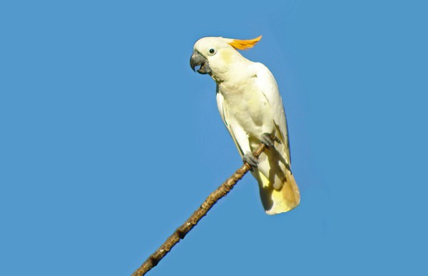 Citron-crested Cockatoo - ML205770161