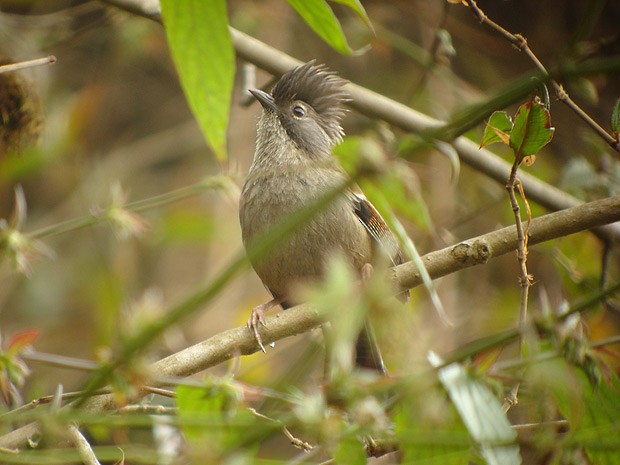 Hoary-throated Barwing - James Eaton