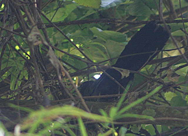 Black-hooded Coucal - ML205770311