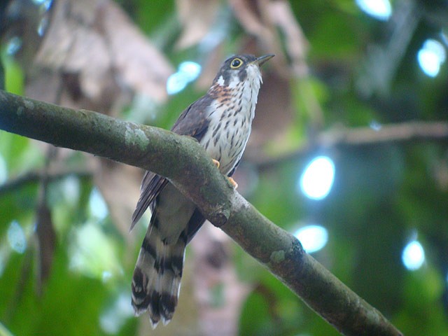 Moustached Hawk-Cuckoo - ML205770391