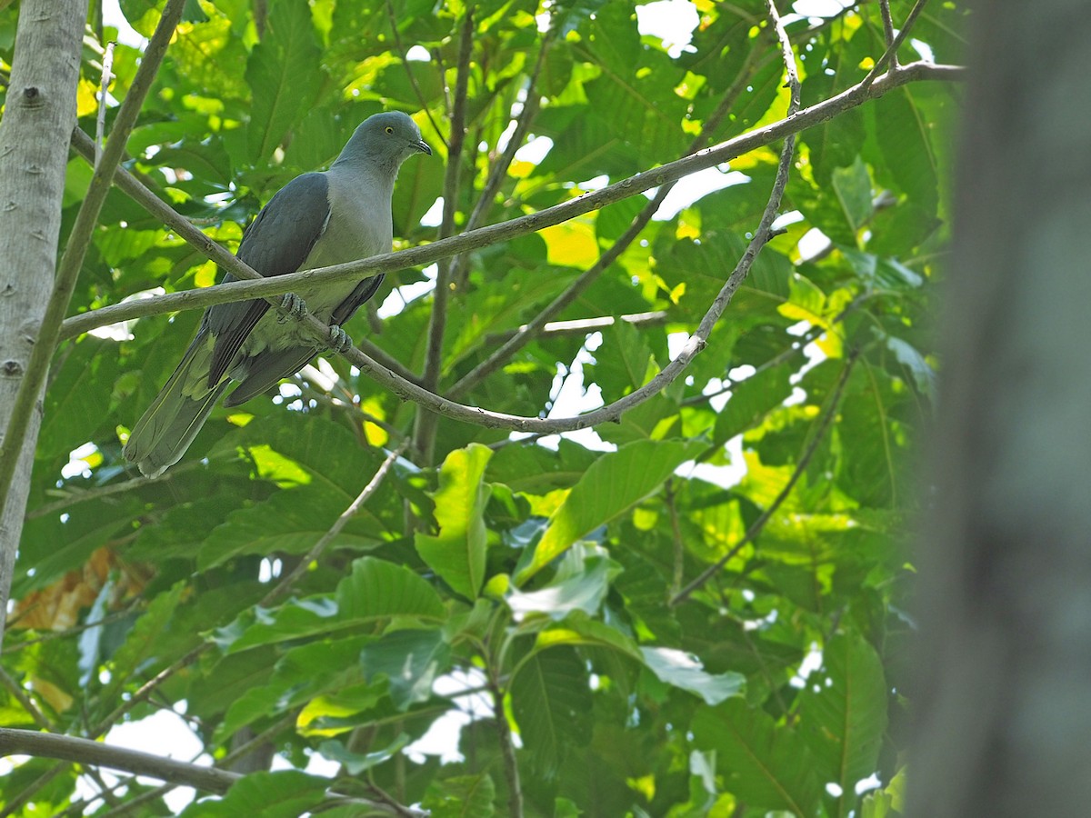 Тиморский плодовый голубь - ML205770431