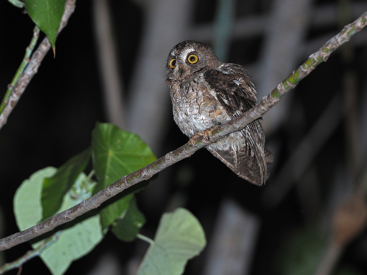 Wetar Scops-Owl - James Eaton