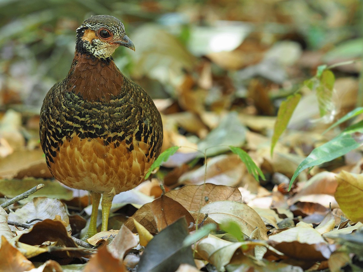 Chestnut-necklaced Partridge - James Eaton