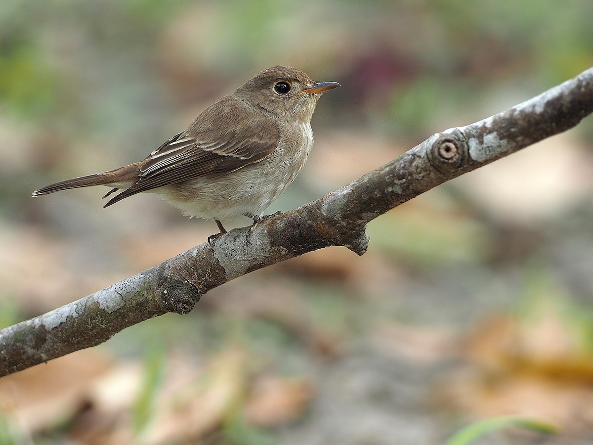 Brown-streaked Flycatcher (Brown-streaked) - James Eaton