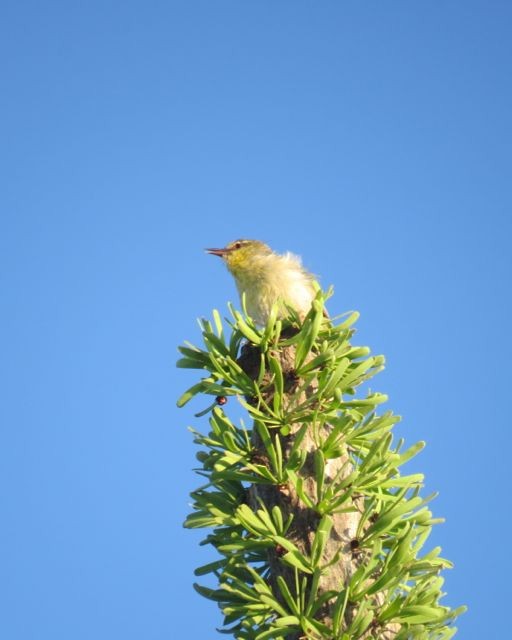 Stripe-throated Jery (Subdesert) - ML205770671