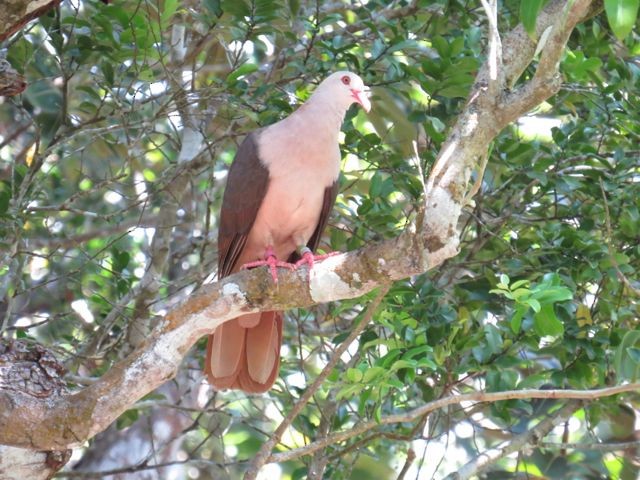 Pink Pigeon - ML205770811