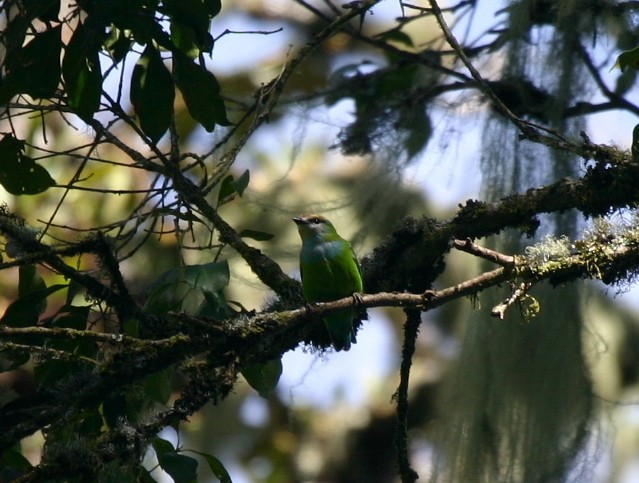 Grauer's Broadbill - ML205770821