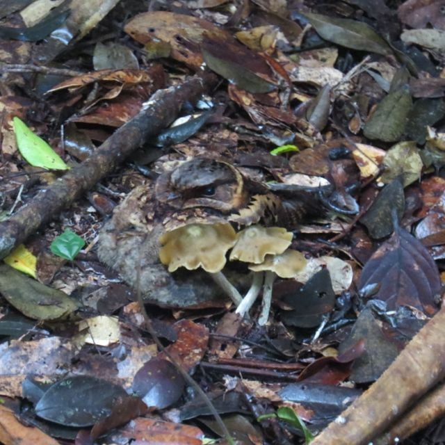 Collared Nightjar - Phil Gregory | Sicklebill Safaris | www.birder.travel