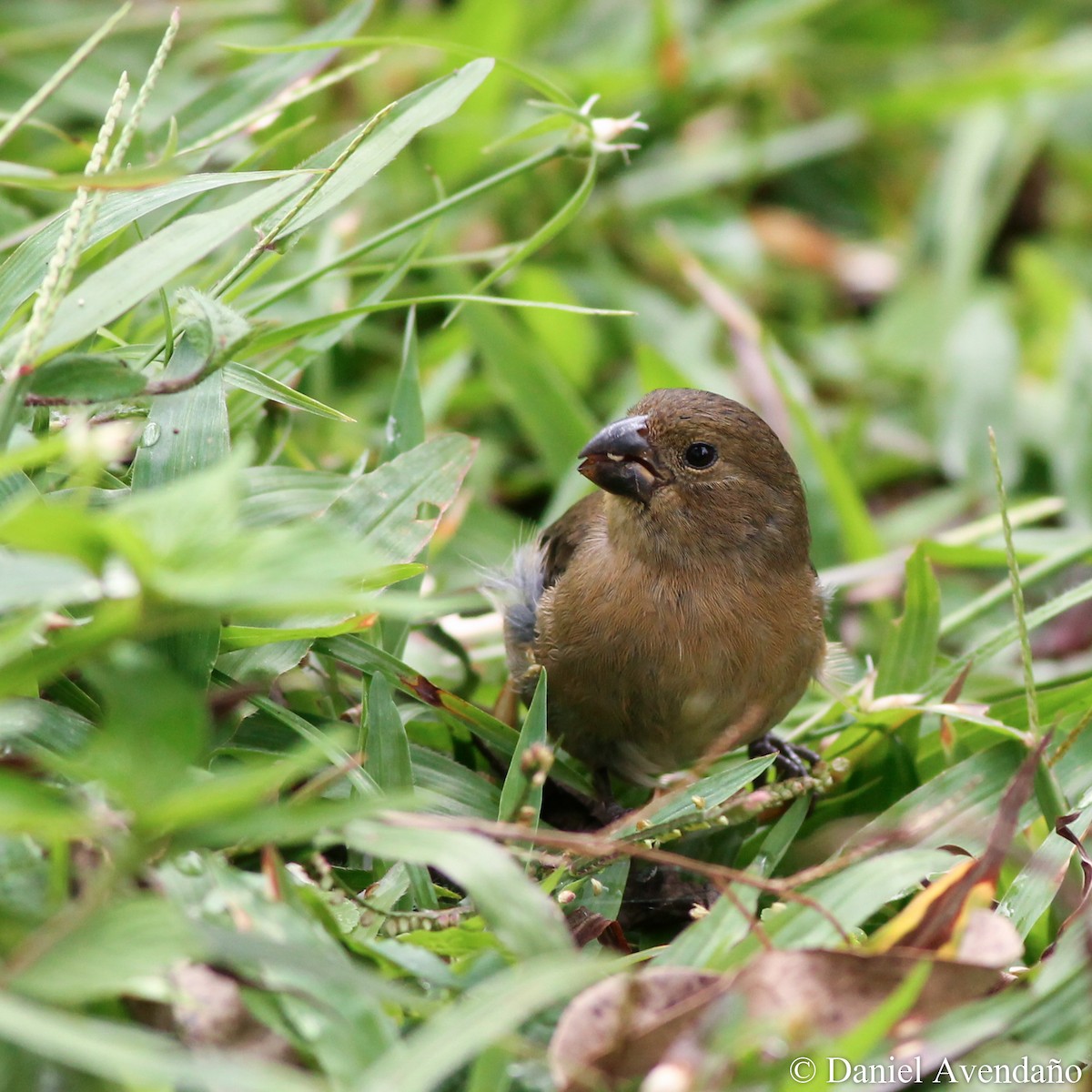 Large-billed Seed-Finch - ML205770971