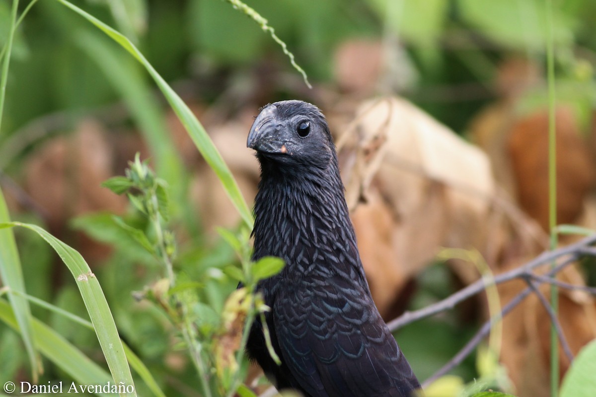 Groove-billed Ani - ML205771521