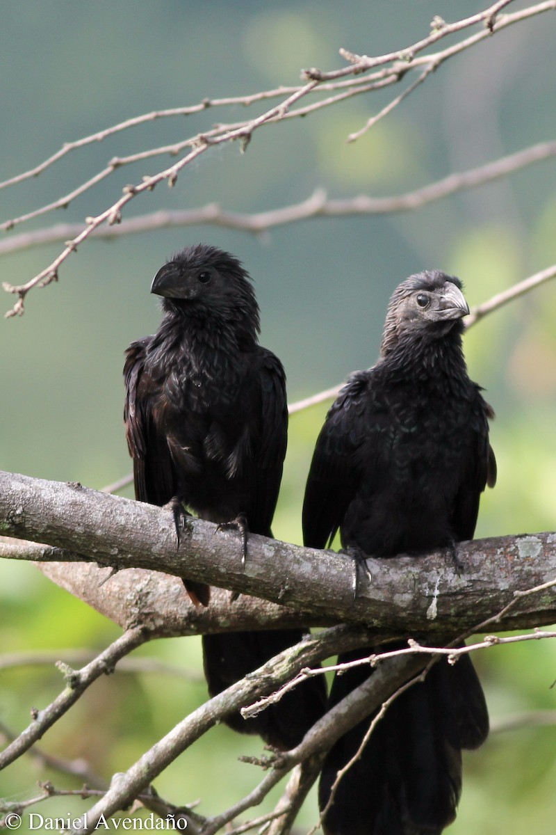 Groove-billed Ani - ML205771571