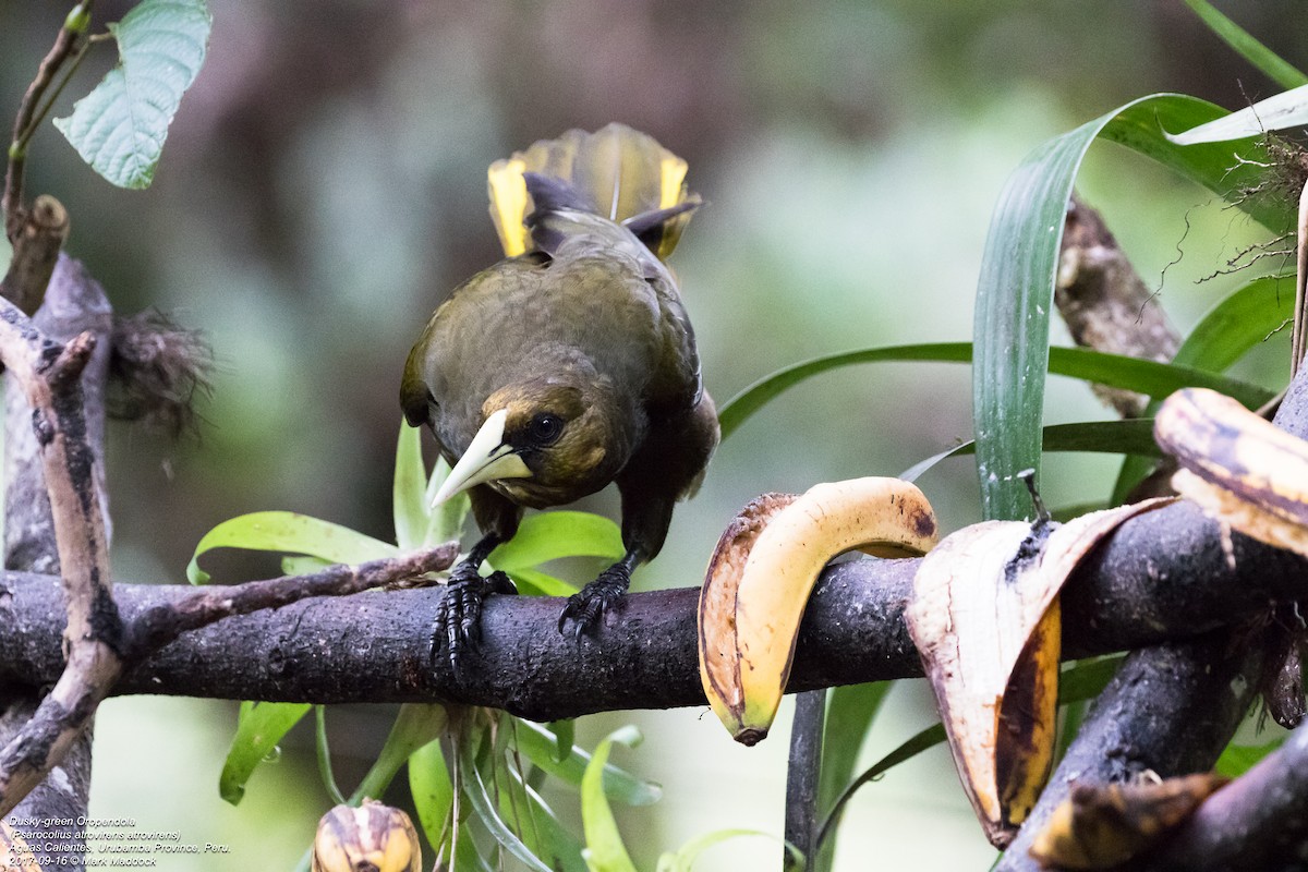 Dusky-green Oropendola - ML205772021