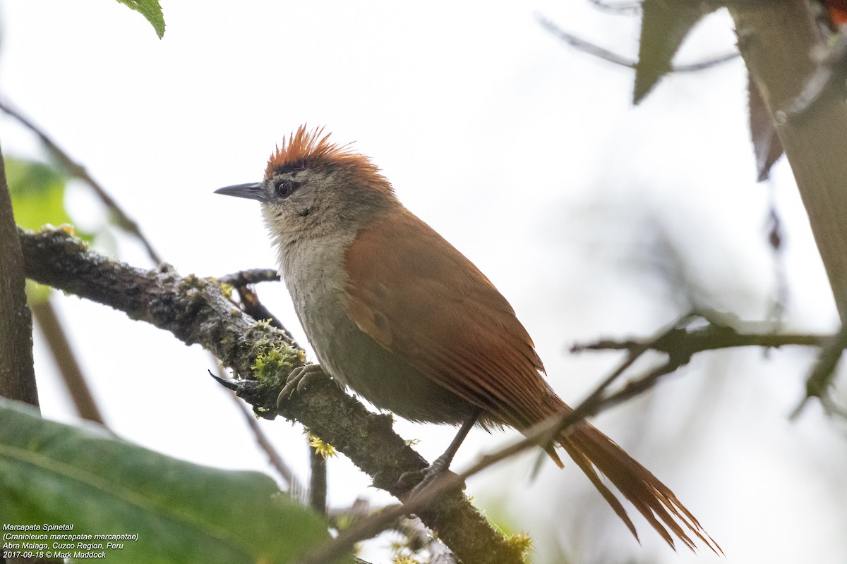 Marcapata Spinetail (Rufous-crowned) - Mark Maddock