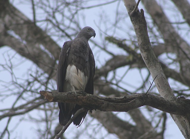 Braunschwanz-Seeadler - ML205772111