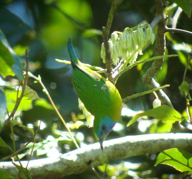 Photos - Blue-masked Leafbird - Chloropsis venusta - Birds of the