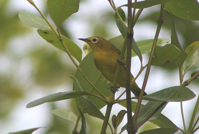 Javan White-eye - ML205772491