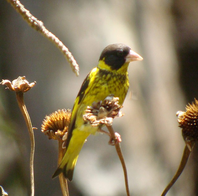 Vietnamese Greenfinch - James Eaton