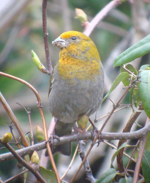 Crimson-browed Finch - ML205772671