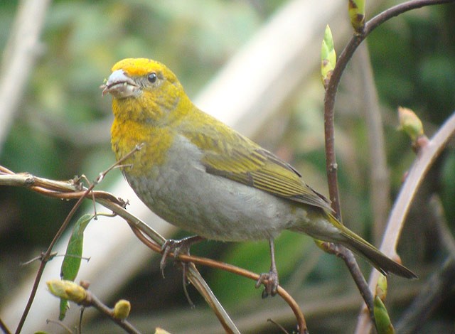 Crimson-browed Finch - ML205772681