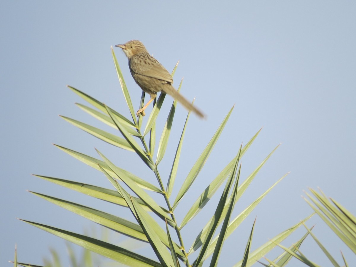Afghan Babbler - Phil Gregory | Sicklebill Safaris | www.birder.travel