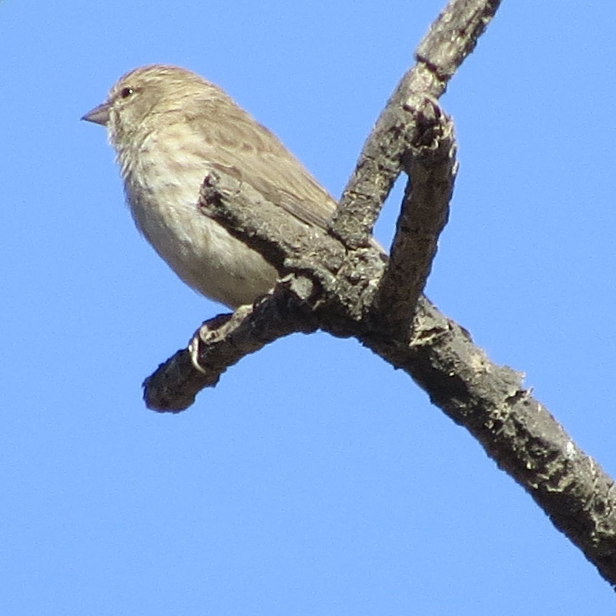 Serin du Yémen - ML205772901