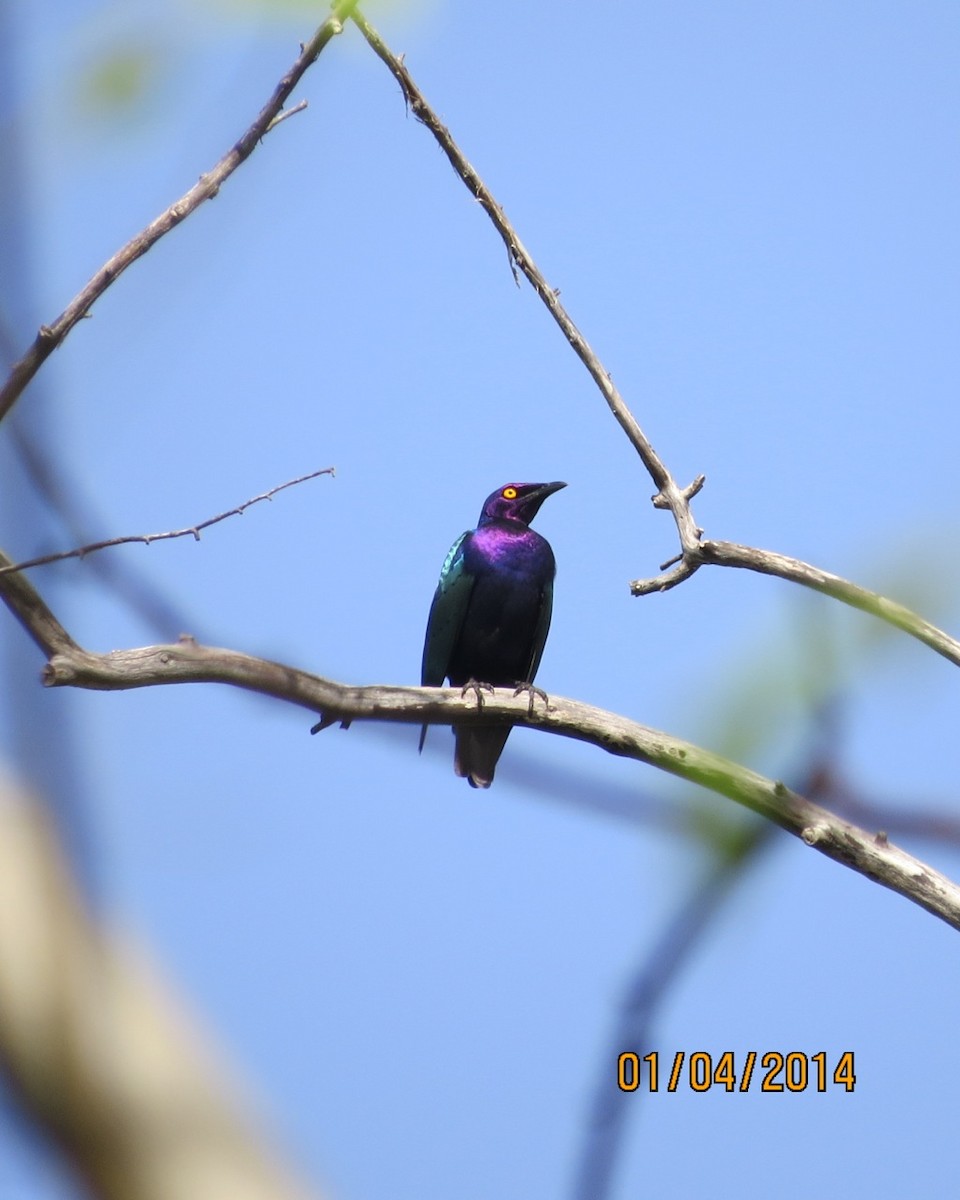 Purple Starling - ML205773131