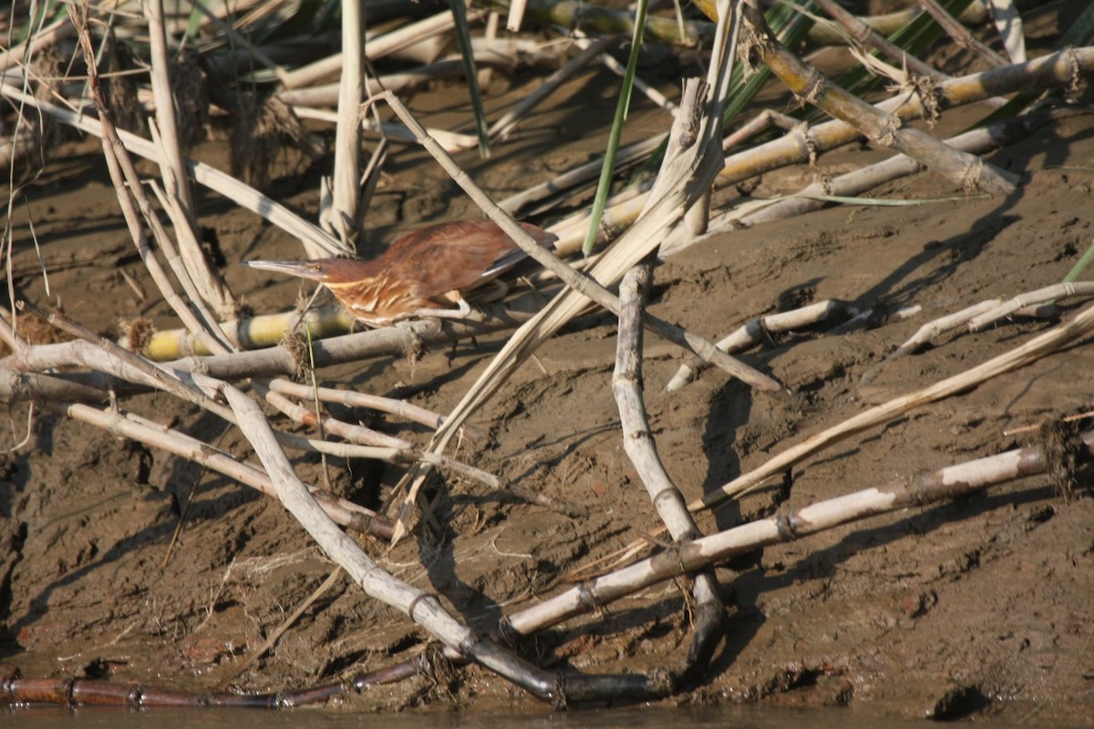 Black Bittern - ML205773301