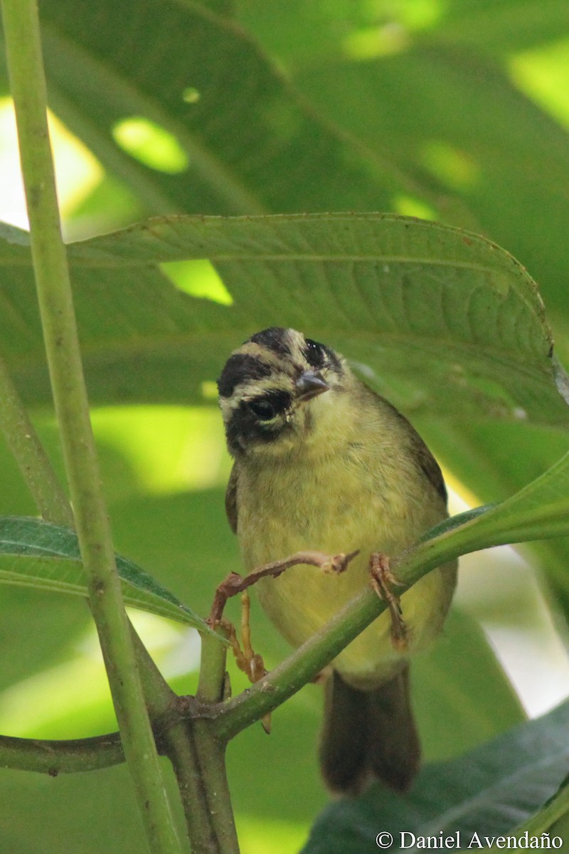 Three-striped Warbler (daedalus) - ML205773461