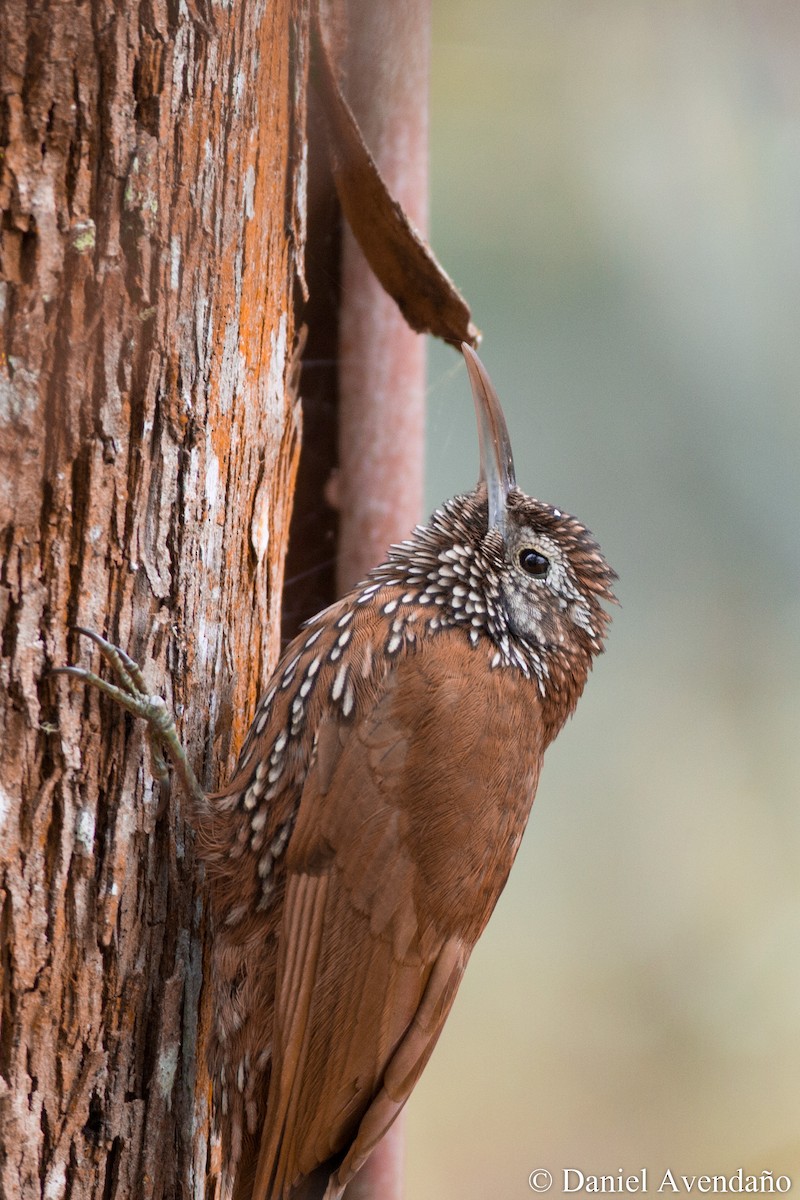 Montane Woodcreeper - ML205773471