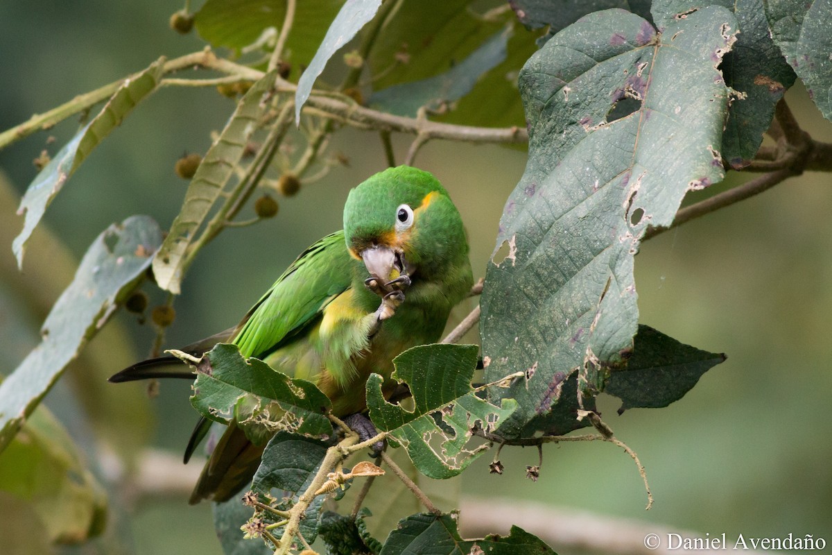 Golden-plumed Parakeet - Daniel Avendaño