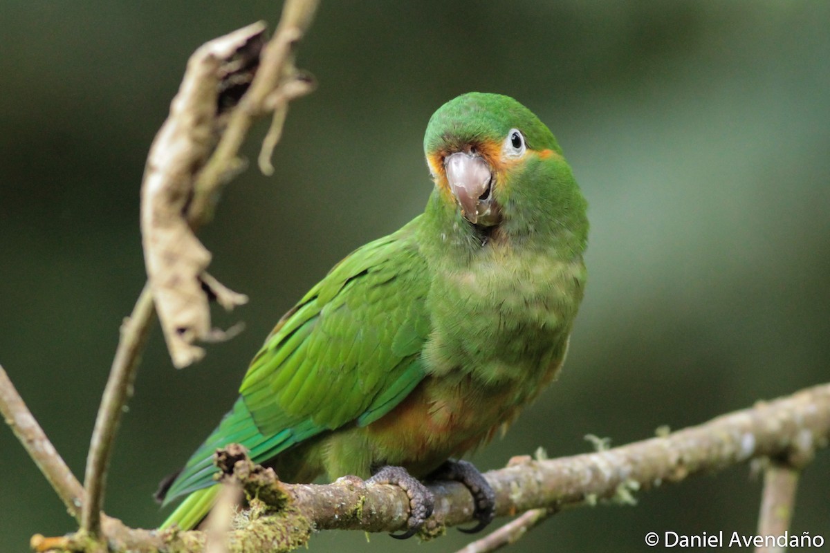 Golden-plumed Parakeet - Daniel Avendaño