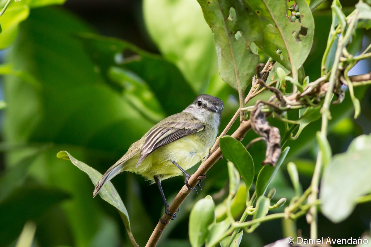 Sooty-headed Tyrannulet - ML205774041