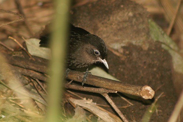 Sooty Babbler - ML205774861