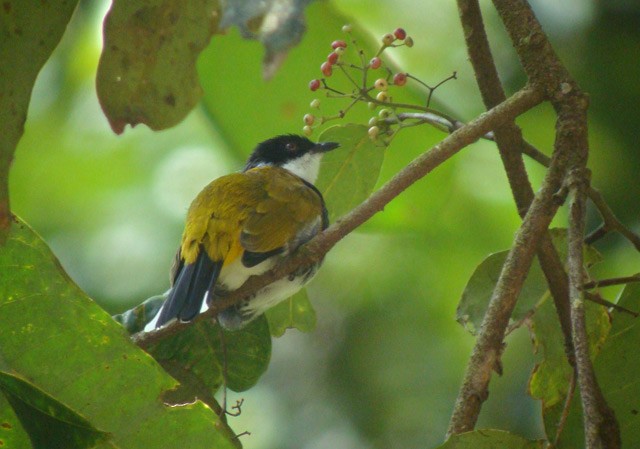 Scaly-breasted Bulbul - ML205775311