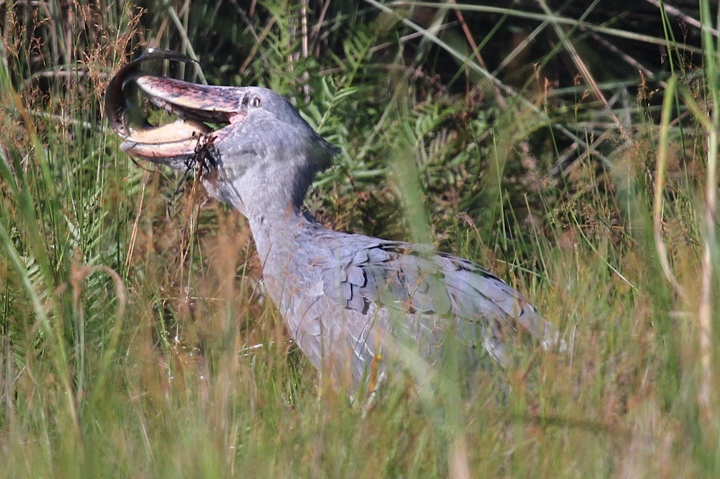 Shoebill - Phil Gregory | Sicklebill Safaris | www.birder.travel